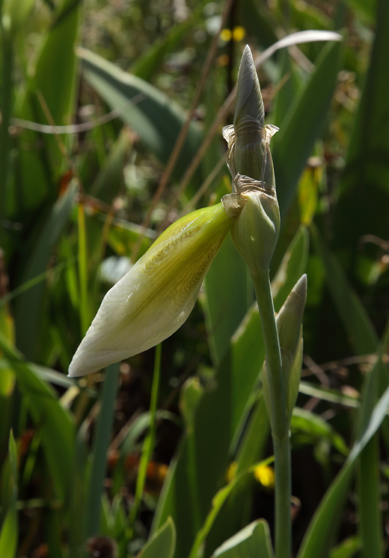 boccio di Iris florentina L. accasciato da un lato