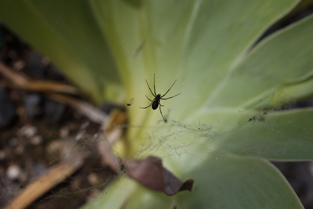 un ragno che ha costruito la ragnatela nell'anfiteatro formato dalle foglie di una pianta di iris florentina in vaso
