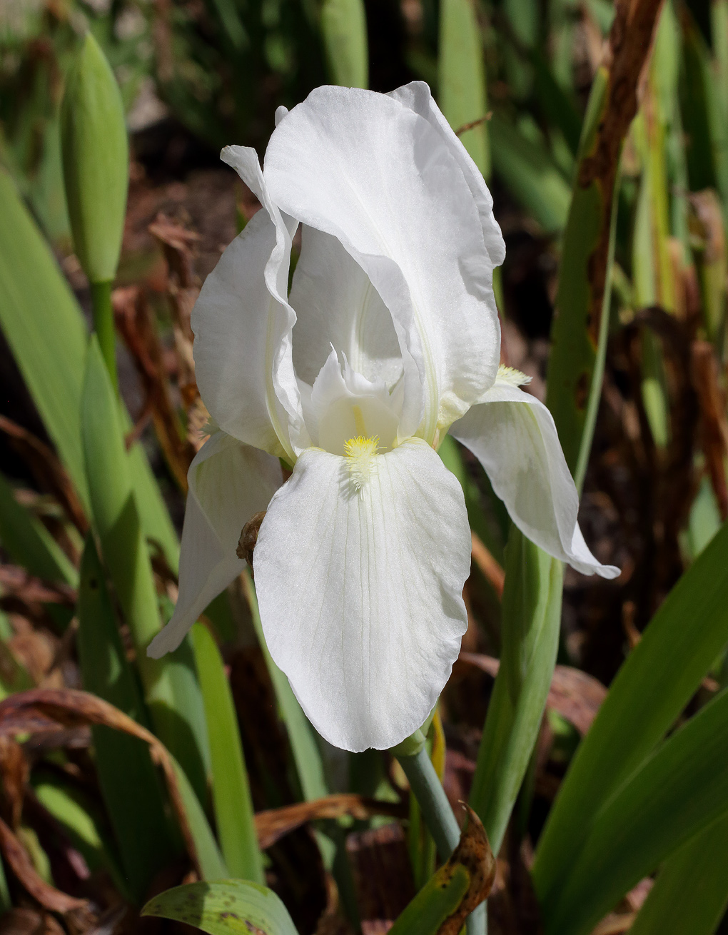  in primo piano il bianco fiore dell'Iris florentina L.