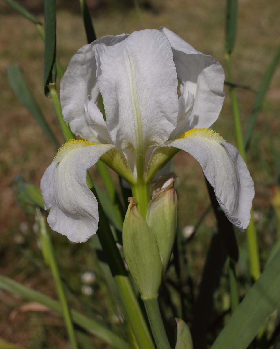 il bianco fiore di Iris florentina L.
