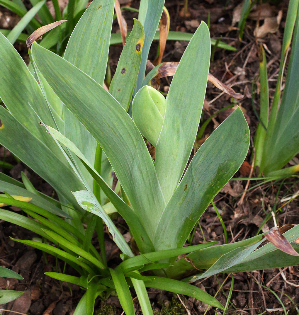 infiorescenza in fase iniziale, Iris florentina L.