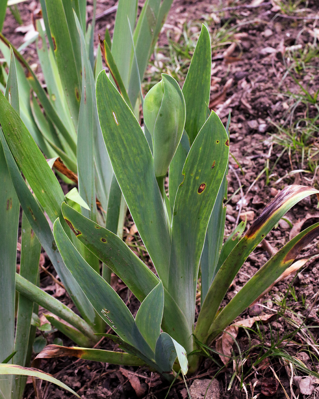infiorescenza in fase ancora iniziale, Iris florentina L.