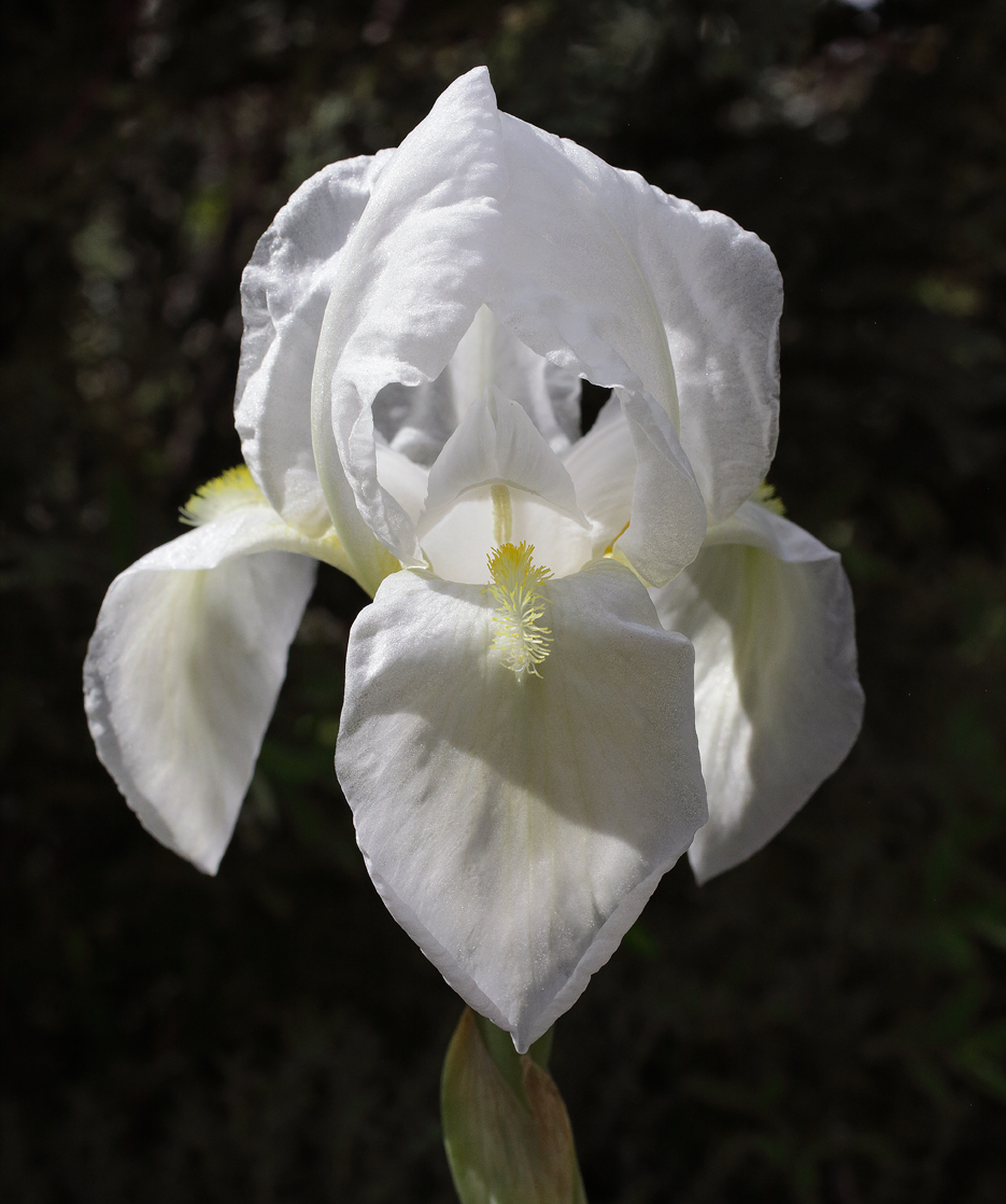 fiore Iris florentina - primo piano