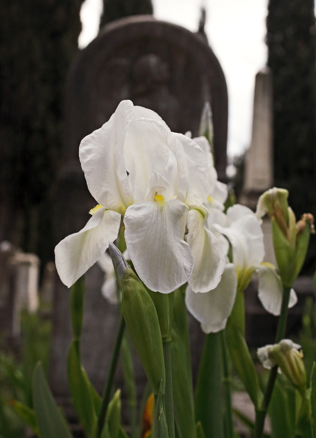 fiore dell'Iris florentina L. davanti alla lapide con l'angioletto