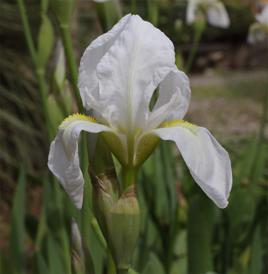 fiore Iris florentina