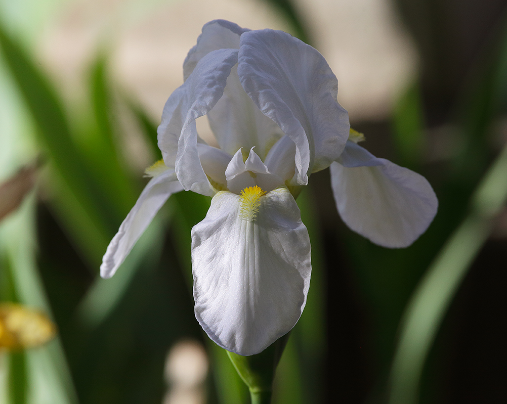 fiore di Iris florentina in primo piano con un gioco di luci che ne evidenzia il candore