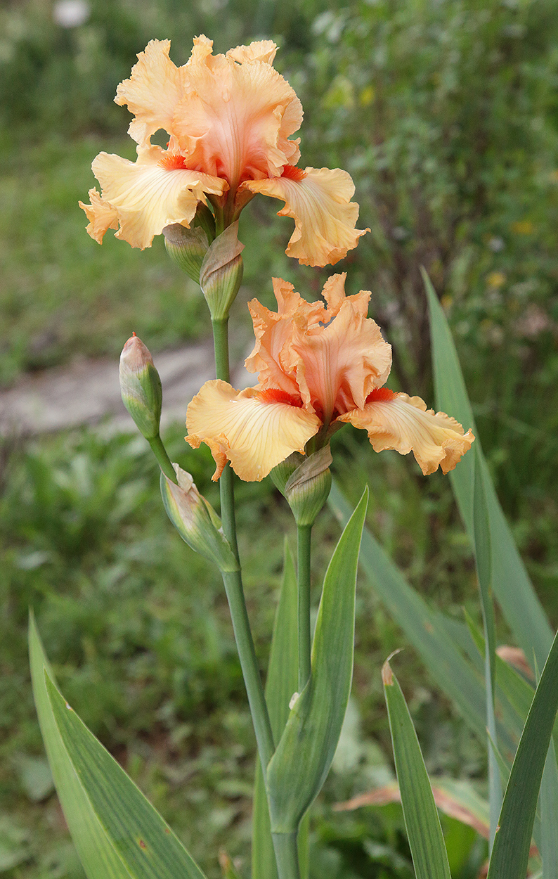 iris di colore arancio pastello