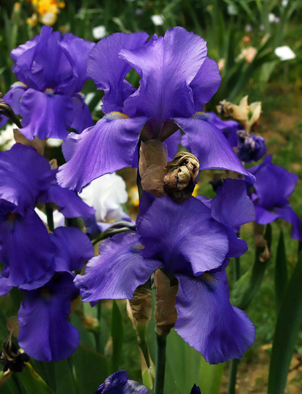 fiori di Iris color indaco intenso