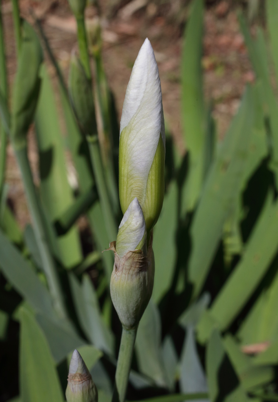 boccio di Iris florentina
