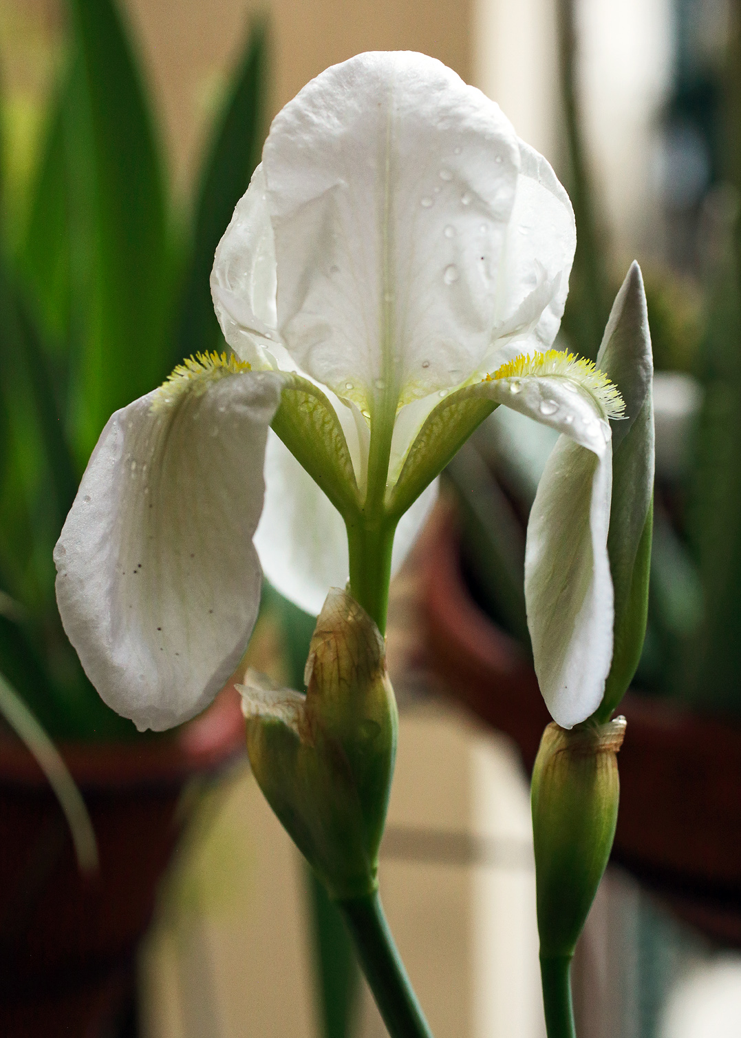 il bianco fiore dell'Iris florentina L. con un boccio a fianco sullo sfondo altri vasi del terrazzinoi