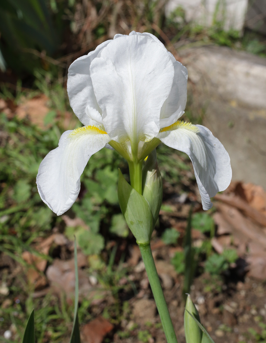 il candido fiore dell'Iris florentina