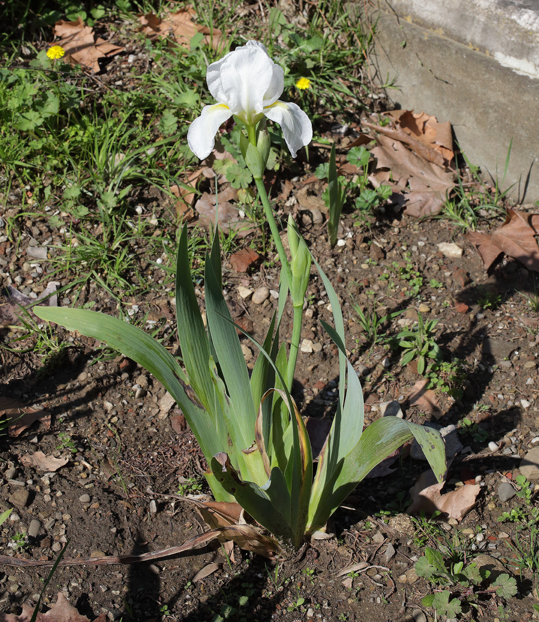 pianta intera di Iris florentina con il fiore apicale completamente sbocciato