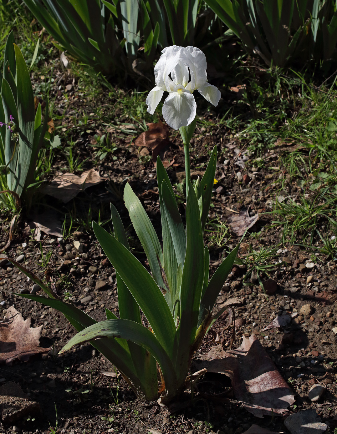 il bianchissimo fiore dell'Iris florentina che emerge dalle brattee