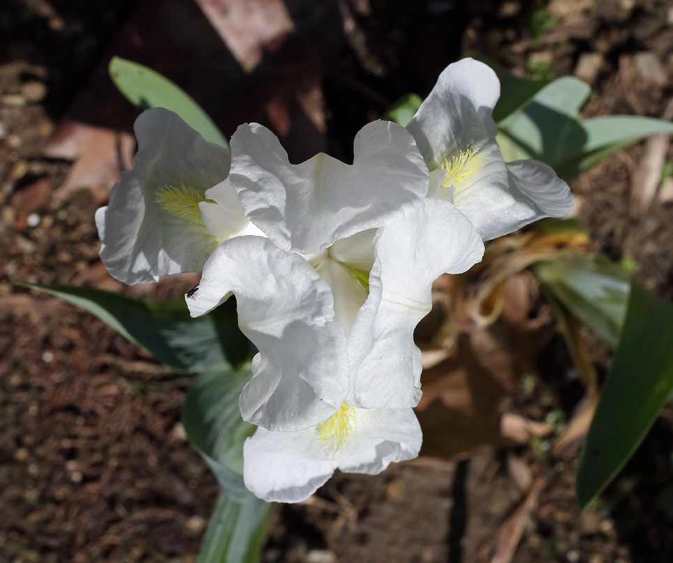 fiore di Iris florentina visto da sopra