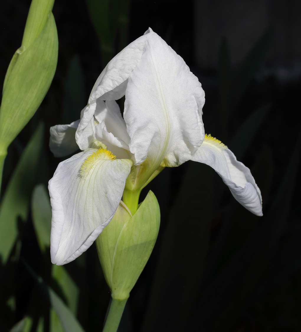 infiorescenza di Iris florentina L. in fase iniziale, sul boccio in apice c'è un ragnetto, sullo sfondo fiori viola  di iris unguicularis