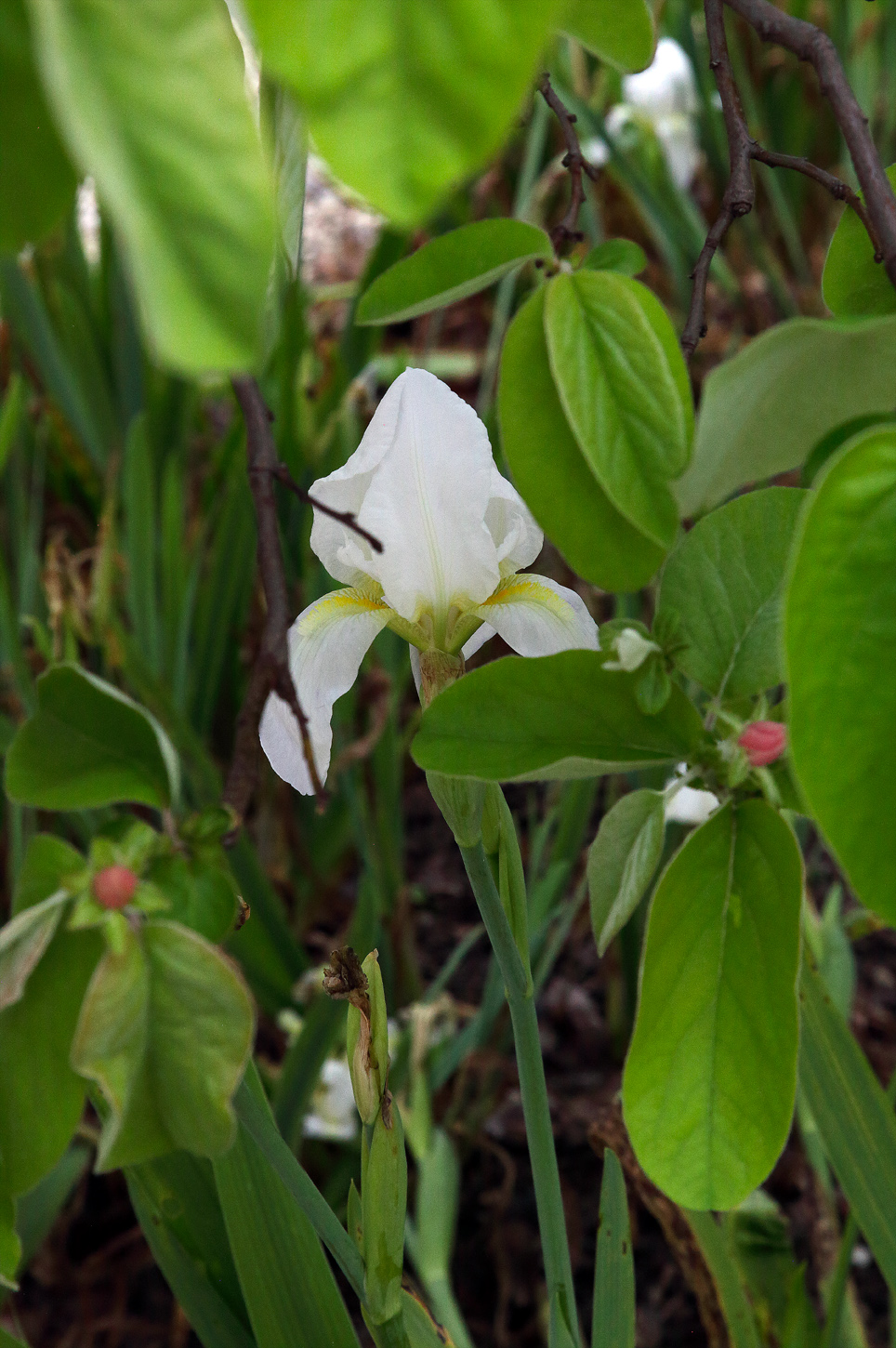 fiore di Iris florentina L. appena sbocciato, con le lacinie ancora appuntite