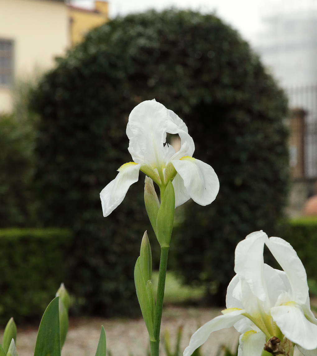  in primo piano il bianco fiore dell'Iris florentina L.