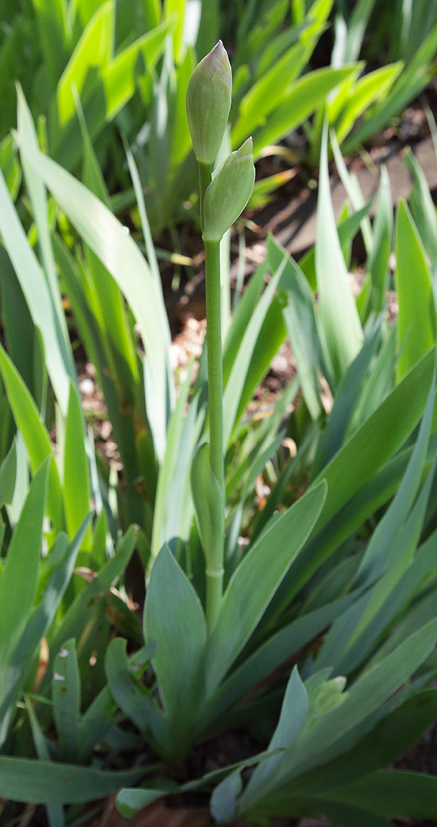 pianta di Iris florentina L., in cui si nota lo scapo fiorifero con i bocci