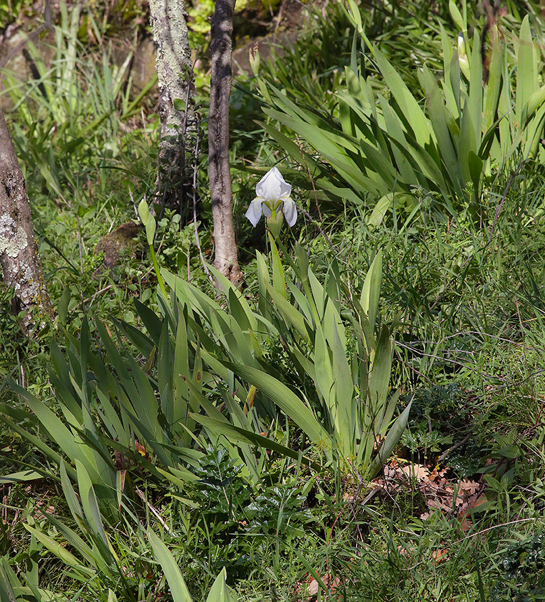 Iris florentina appena fiorita