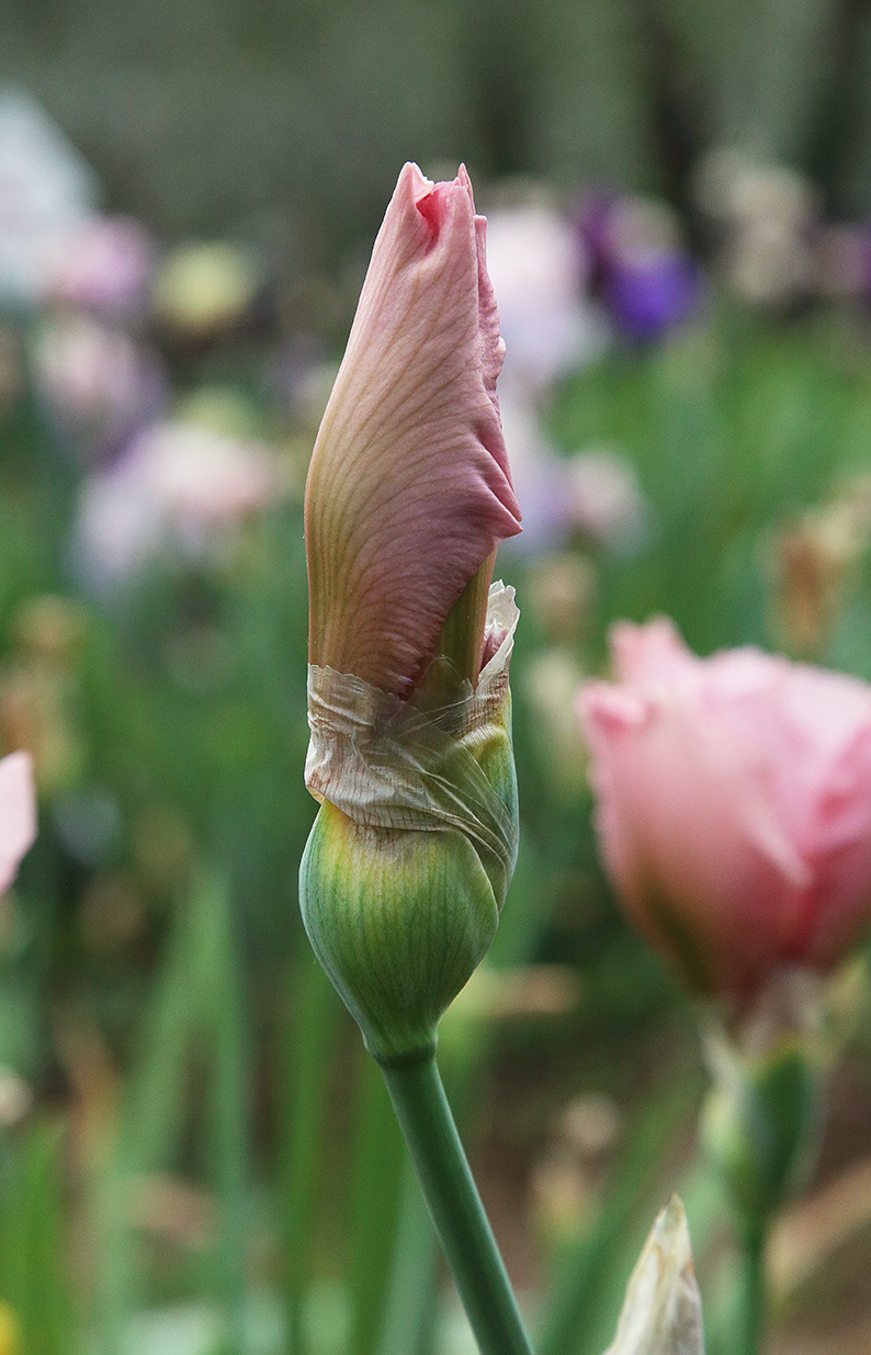 Boccio di Iris di colore rosa