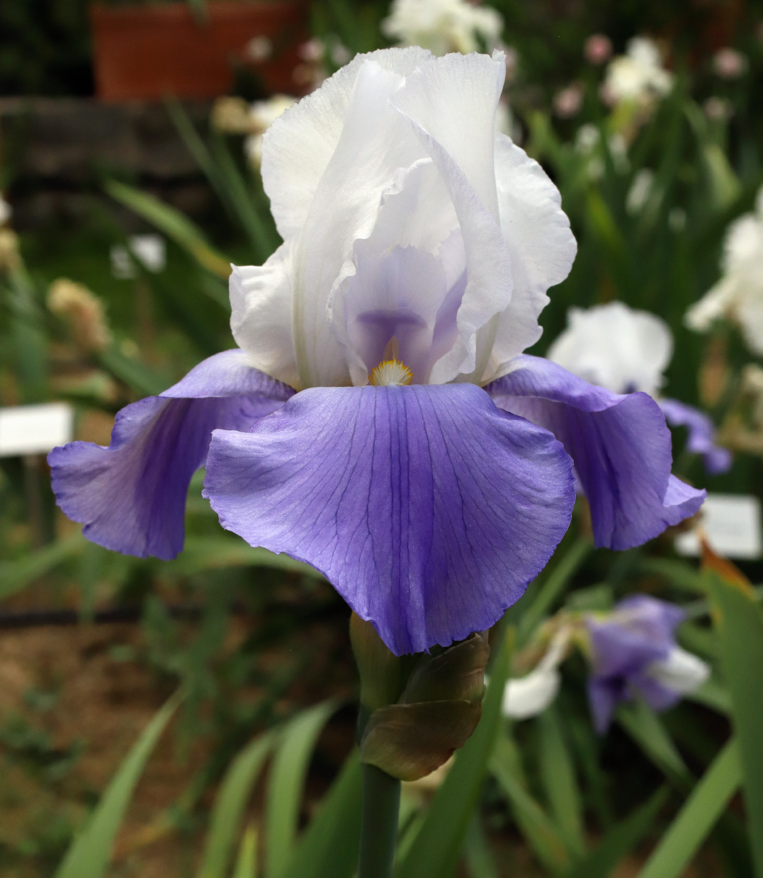 fiore di Irisquasi bianco nelle lacinie superiori e violetto chiaro nelle inferiori