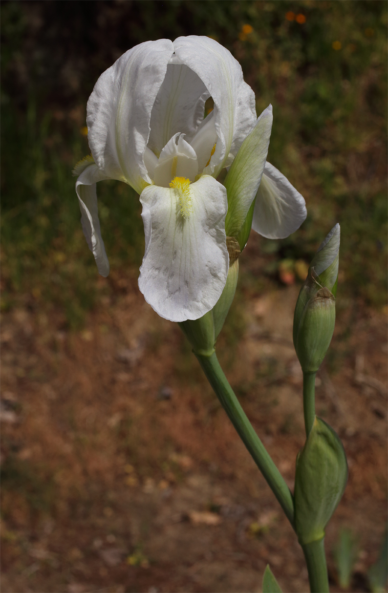 infiorescenza di Iris florentina con il fiore apicale fiorito