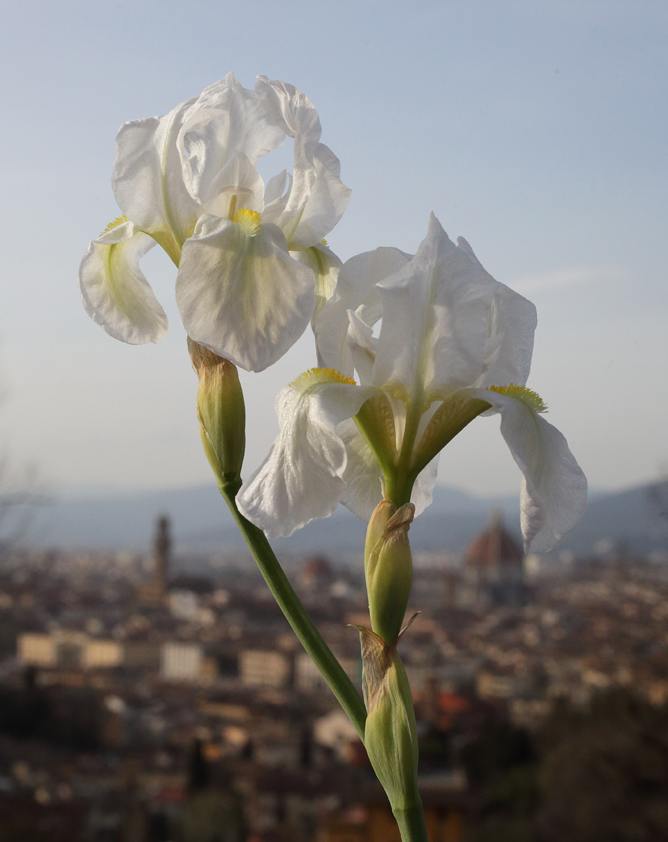 2 fiori di Iris florentina con il panorama di Firenze sullo sfondo