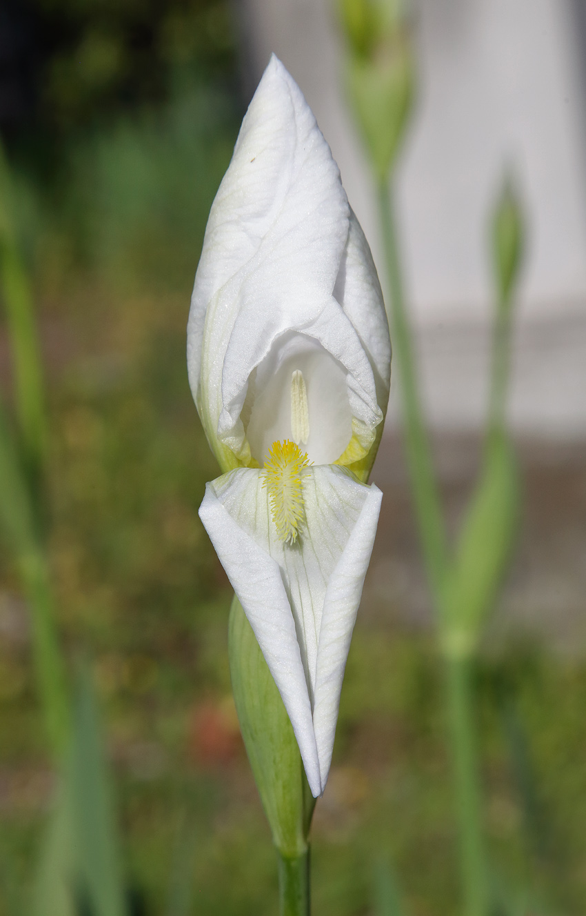 fiore di Iris florentina in sboccio con la prima lacinia che si sta aprendo