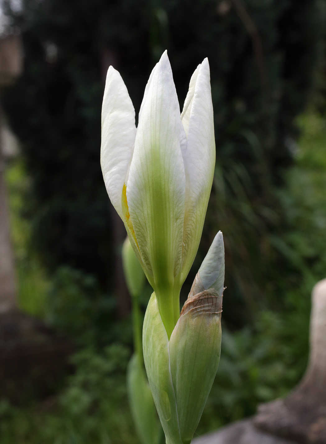 infiorescenza in fase iniziale, Iris florentina L.
