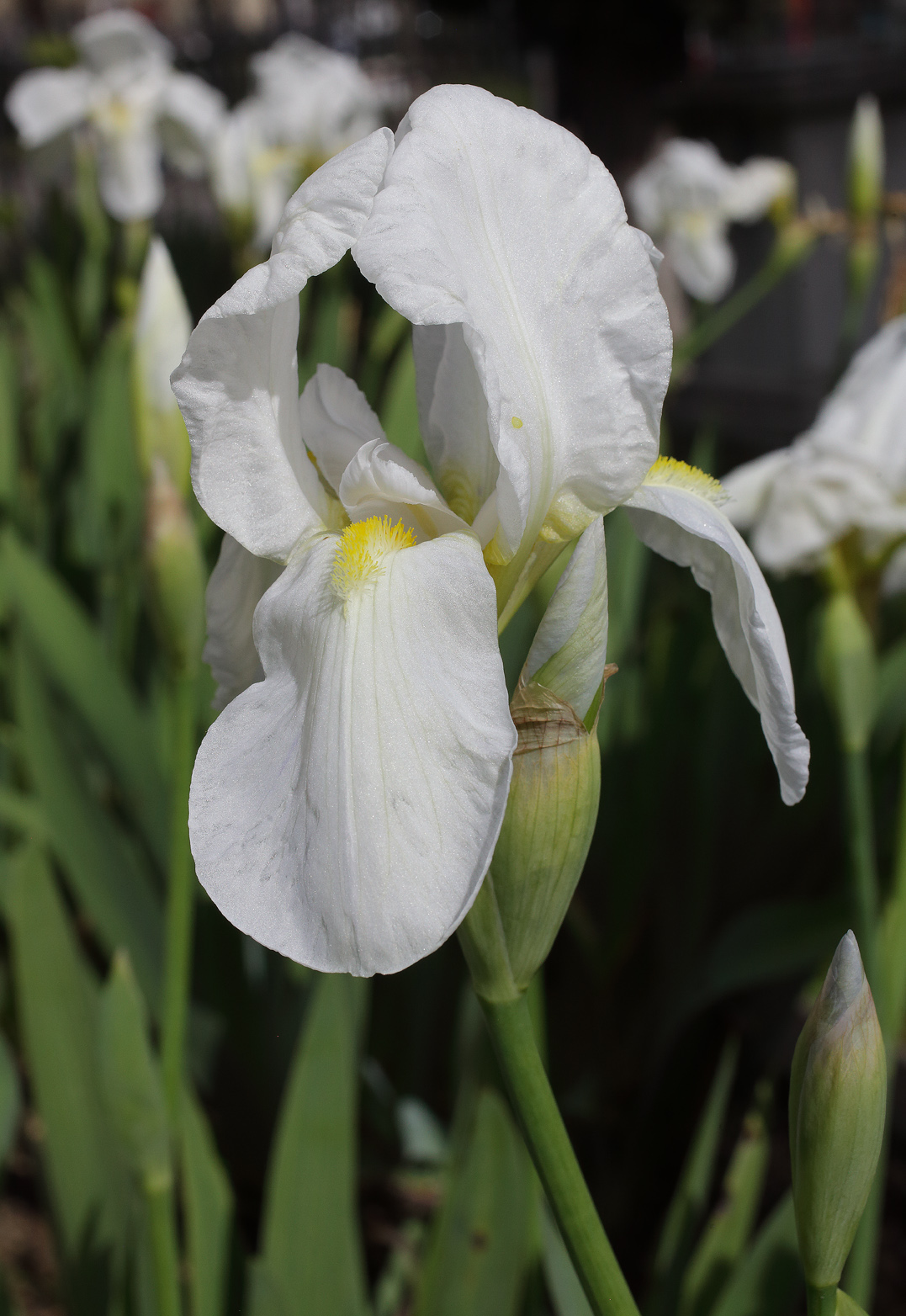 Iris florentina L. - fiore