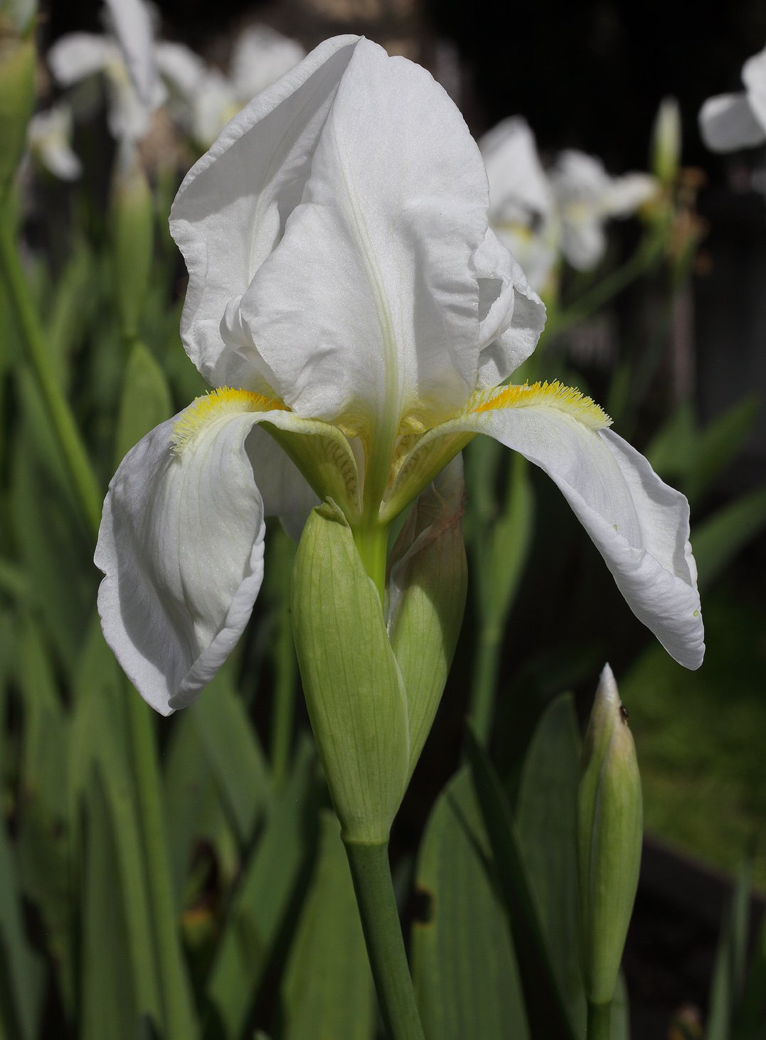 Iris florentina L. fiore in primo piano con altri sullo sfondo e boccio a destra
