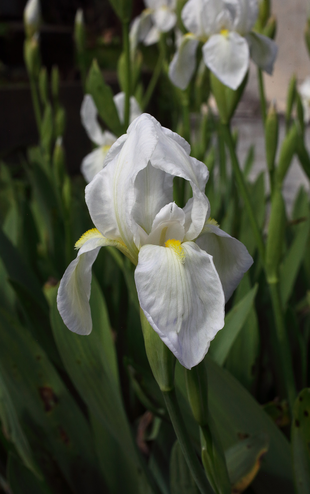 il bianco fiore dell'Iris florentina L. sbocciato da poco