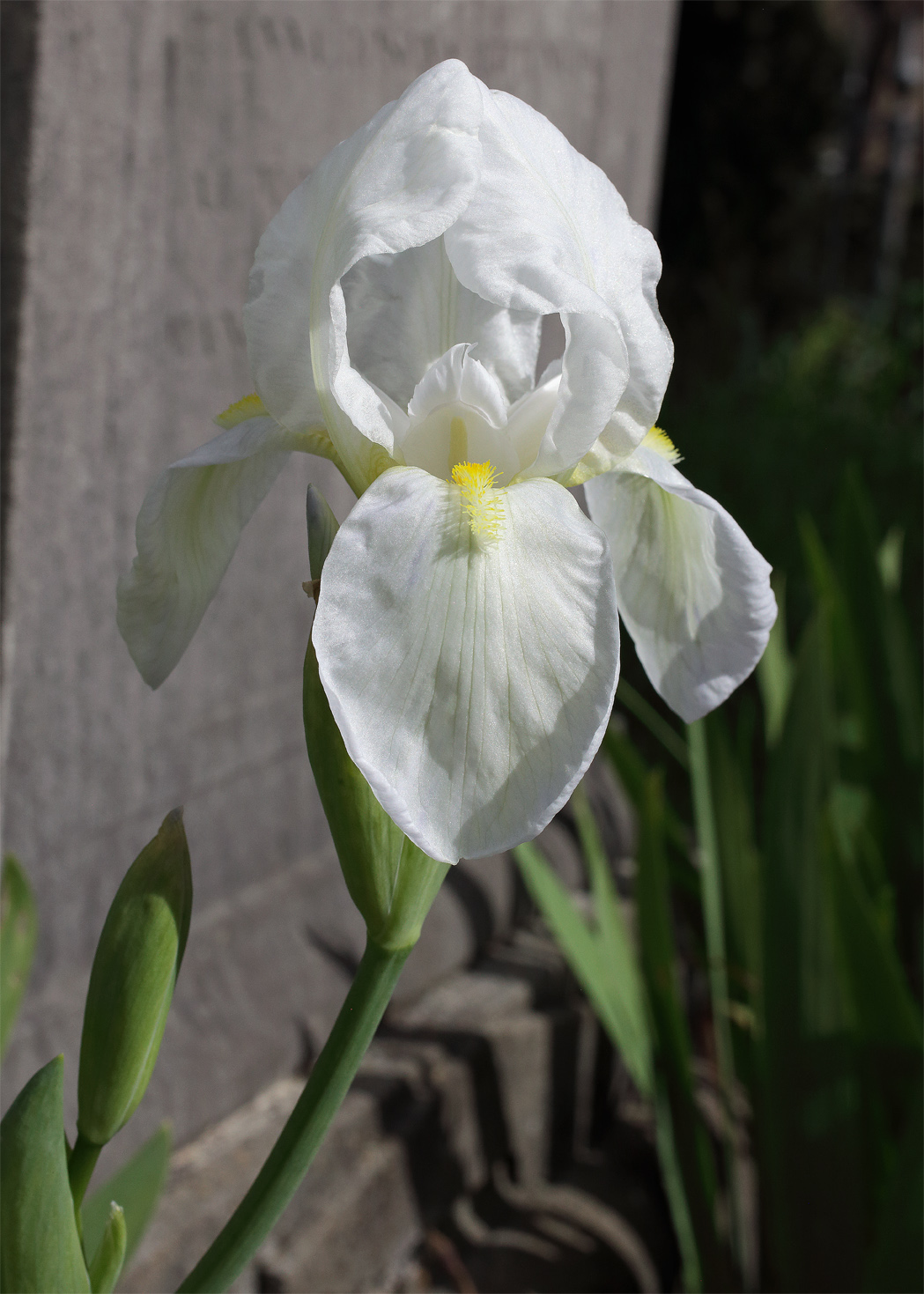 il candido fiore dell'Iris florentina, fiore in apice con di lato due bocci
