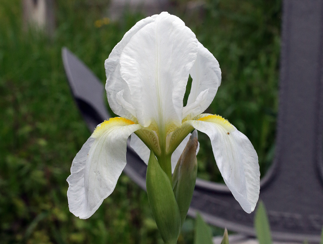 bianco fiore di Iris florentina con dietro un'ancora che si intravede