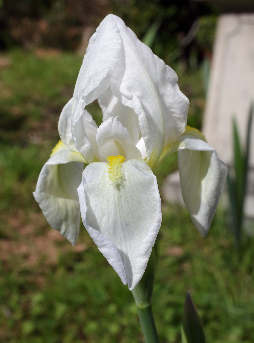 il bianchissimo fiore dell'Iris florentina che splende al fiore