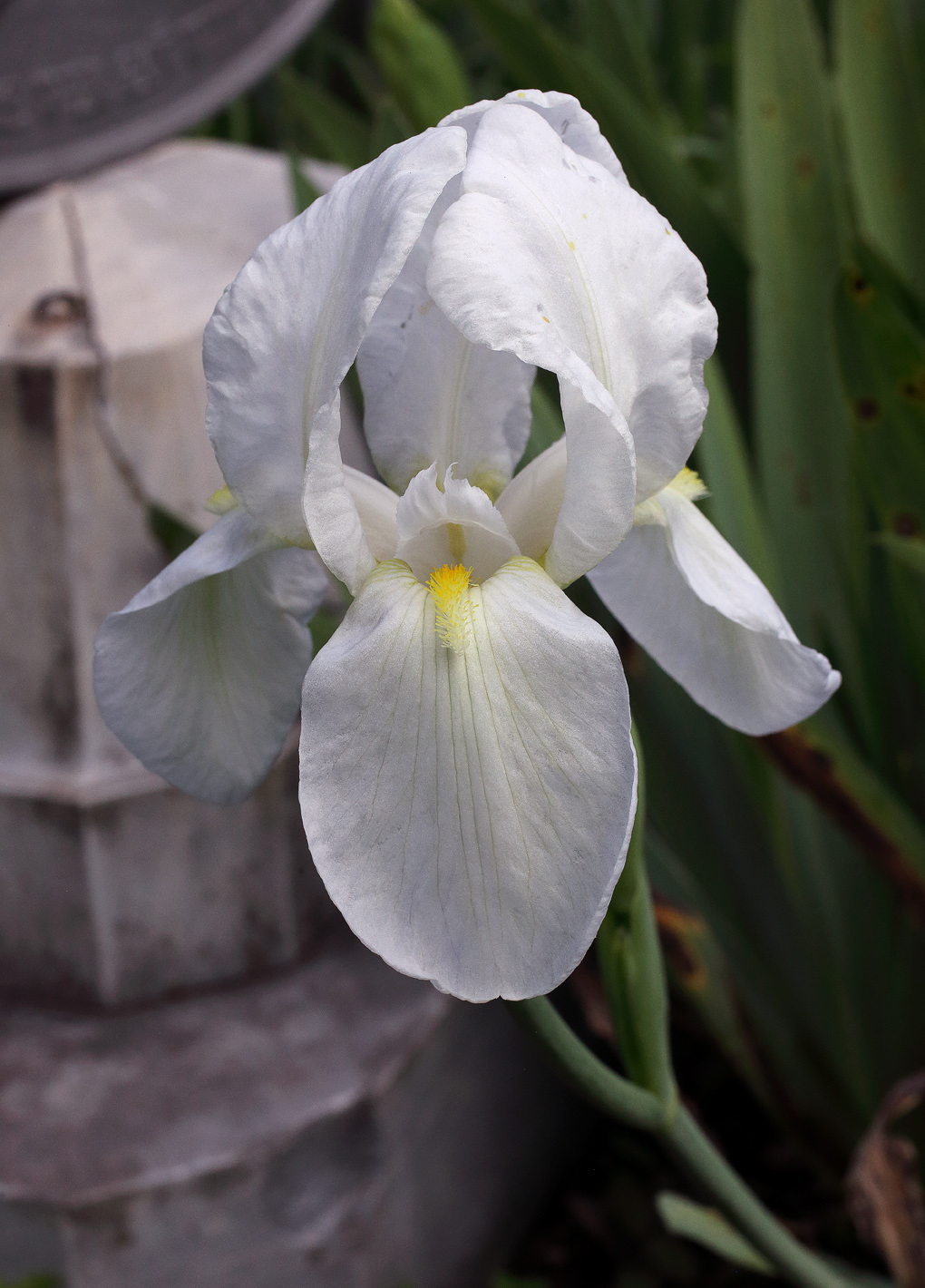 candido fiore di Iris florentina