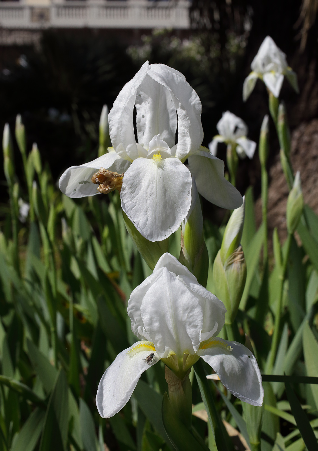 2 fiori di Iris florentina in primo piano, altri sullo sfondo