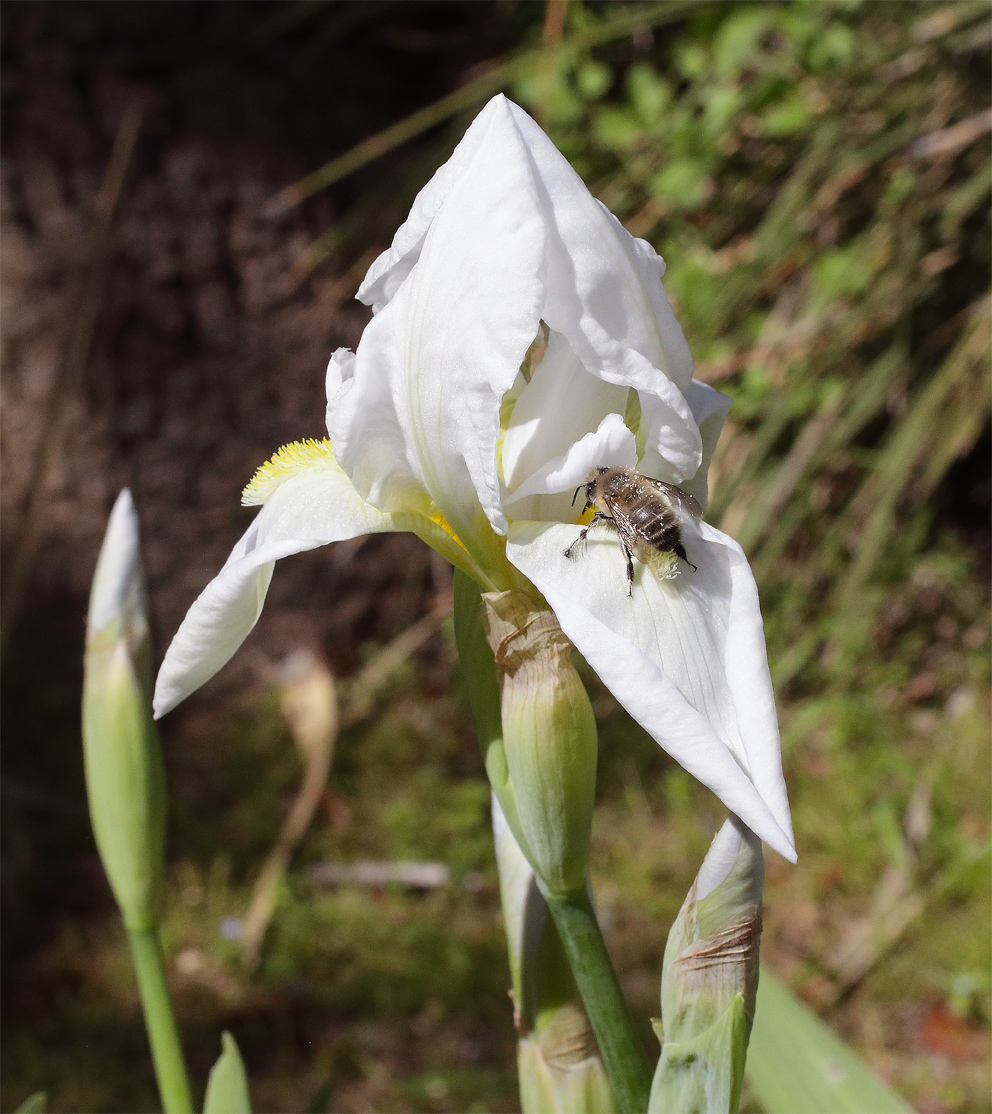 fiore di Iris florentina L. con un'ape sulla tipica barbetta gialla di una delle lacinie inferiori