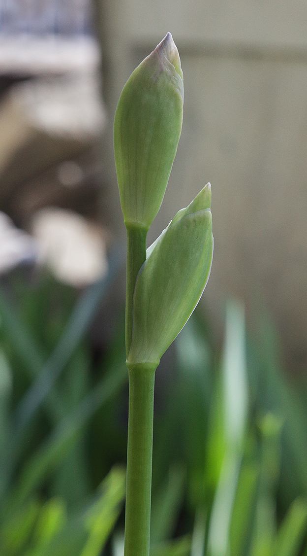 Iris florentina L., bocci: in quello apicale si intravede la puntina con le lacinie pronte