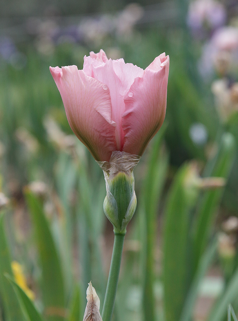 fiore di iris di colore rosa che inizia a sbocciare