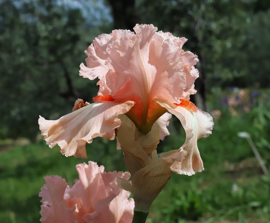 fiore di Iris rosa con olivi e giardino sullo sfondo