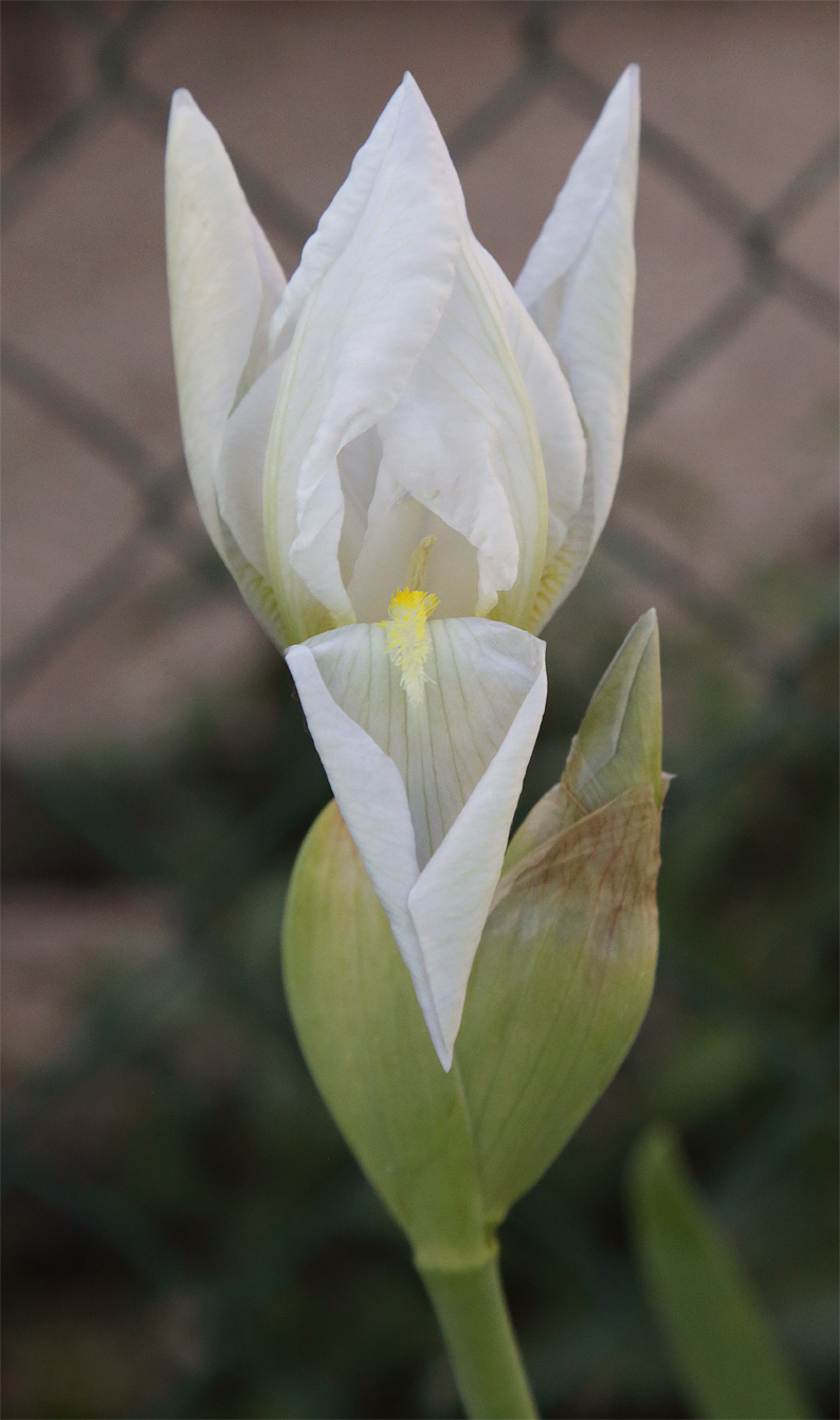 fiore di Iris florentina in sboccio