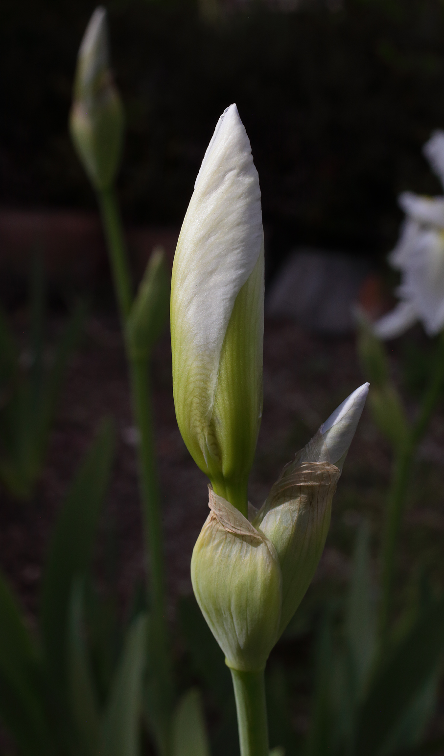 il bianco boccio di Iris florentina