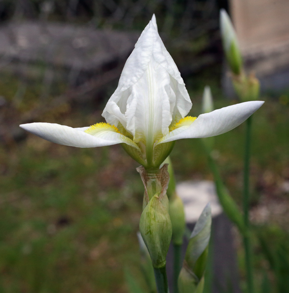 fiore di Iris florentina in sboccio