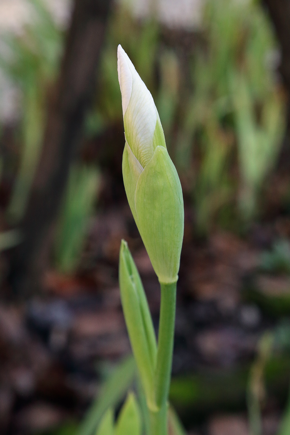 il boccio bianco dell'Iris florentina