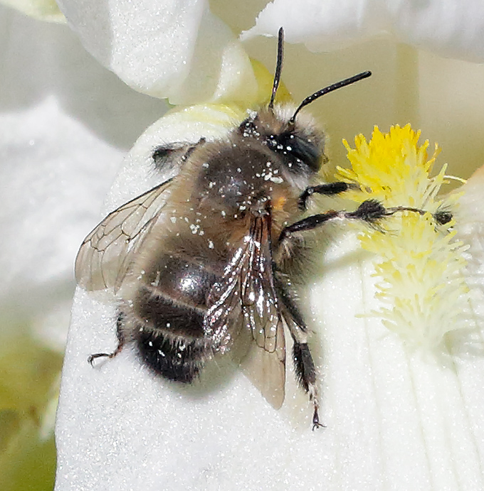 ape in primo piano sul candido fiore di Iris florentina L.