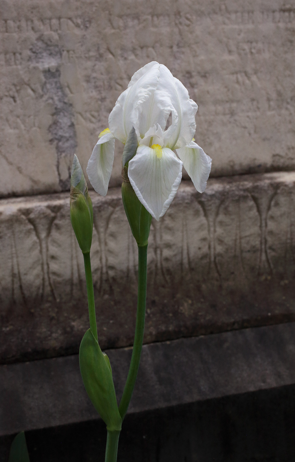 infiorescenza di Iris florentina L. con fiore in apice sbocciato e terzo fiore con peduncolo abbastanza lungo