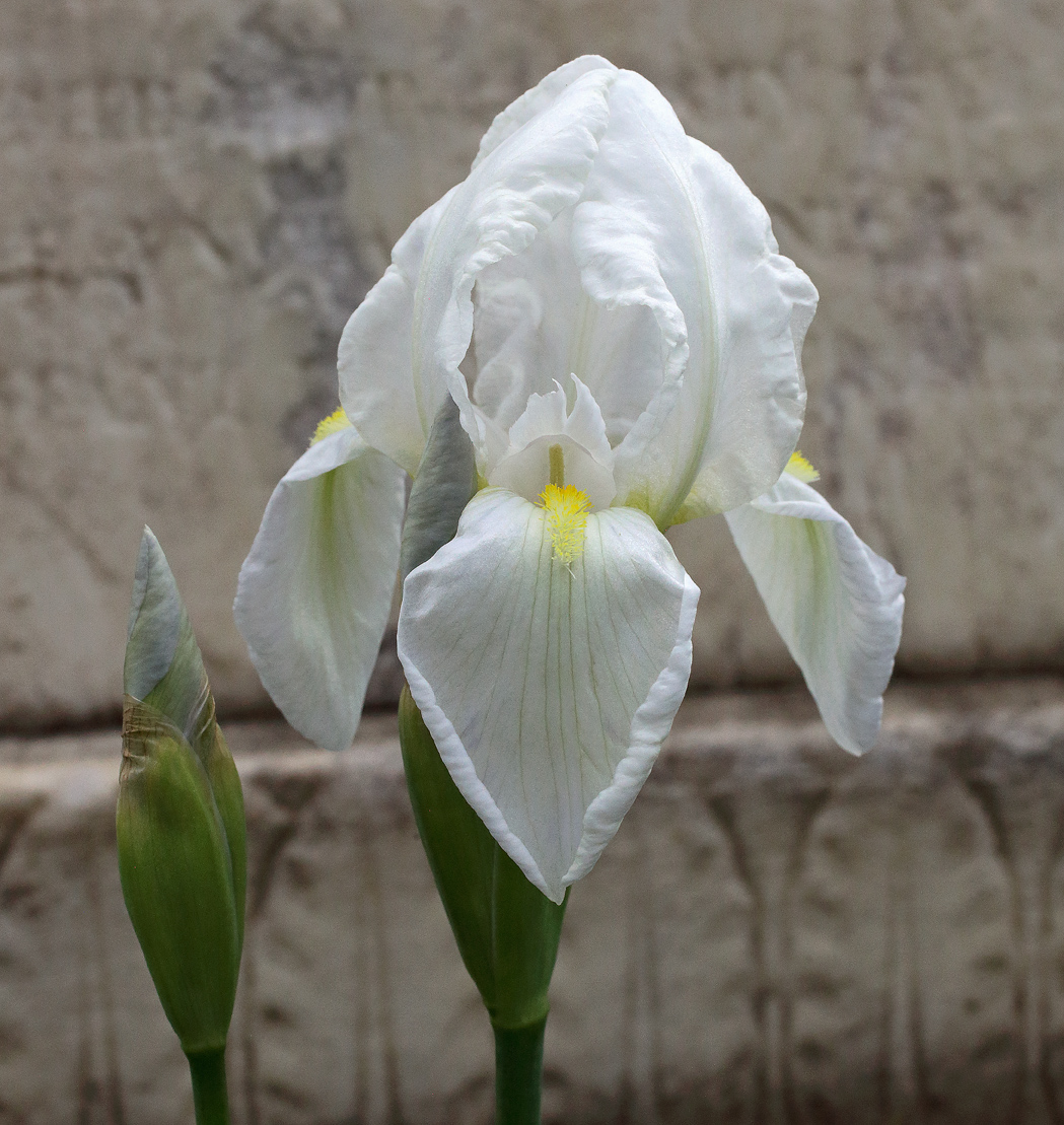  in primo piano il candido fiore dell'Iris florentina L.