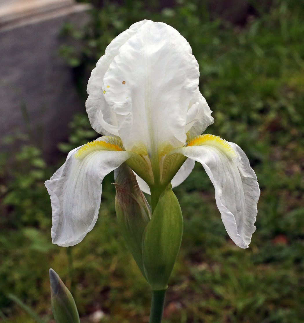 fiore Iris florentina L. in primo piano
