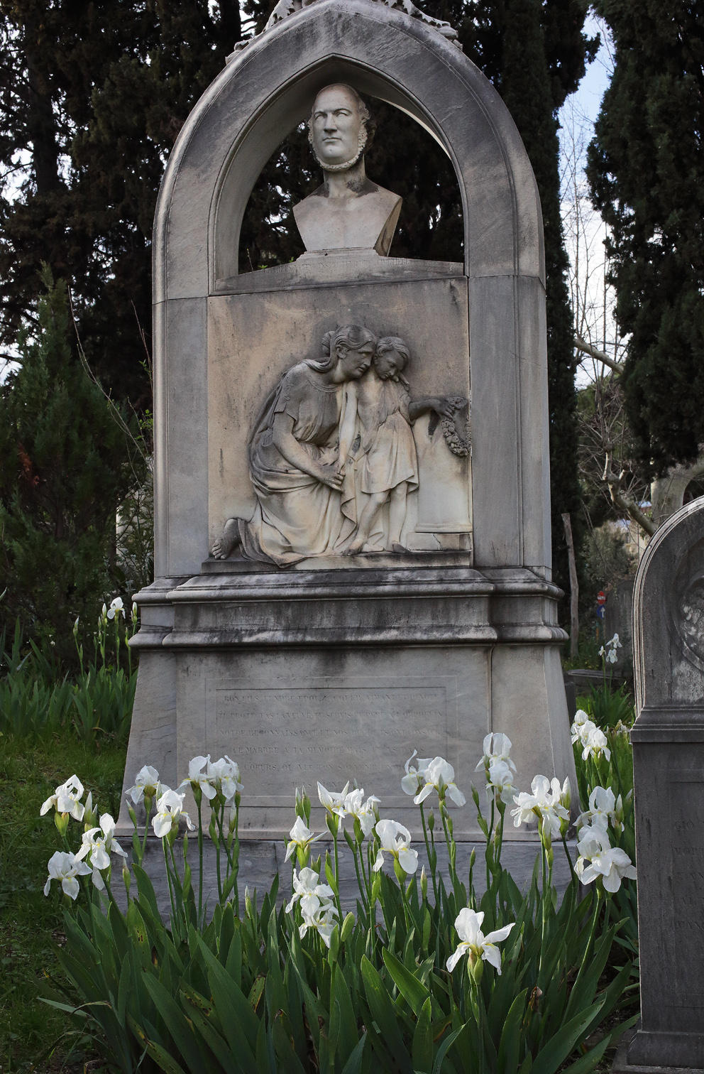 Iris florentina L. - fiore